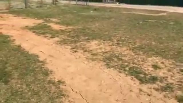 Голуби у Виктора-47Питомник Западный  8-906-727-22-43