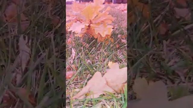 Осень...осень смотреть онлайн