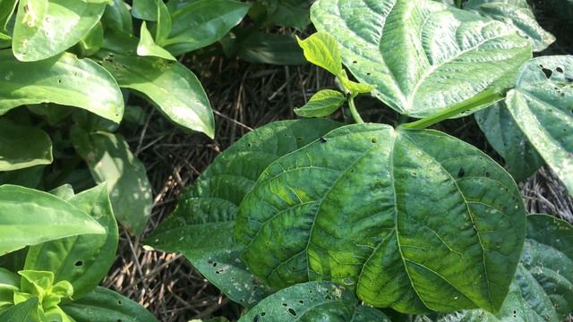 What’s Up In The Veggie Garden