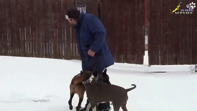 DOG / Как дрессировать стаффорда смотреть онлайн