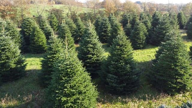 WOW ялиця Abies Nordmanniana та XХХXL(5-6м) ч3 у Данії смотреть онлайн