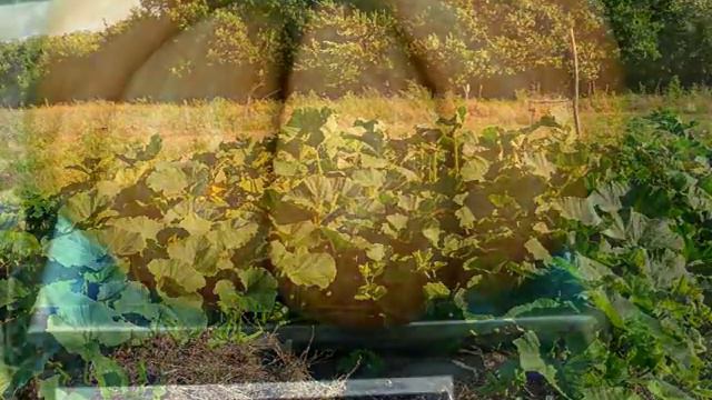 Презентация Родового Поместья Морозовых смотреть онлайн