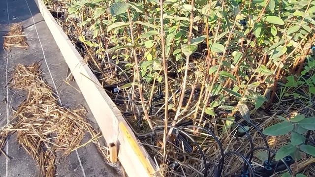 Мы начинаем отправку саженцев! Как посадить осенние саженцы ЗКС