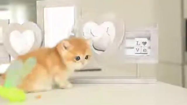 Салатовая игрушка для Британского котёнка смотреть онлайн