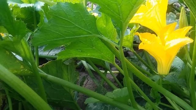 Аттила F1 семена кабачка (Lucky Seed) смотреть онлайн