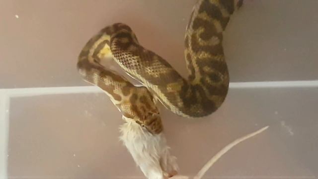 feeding a stimson python a mouse смотреть онлайн