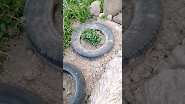Заставляем хосту расти в небо! Одна маленькая хитрость) смотреть онлайн