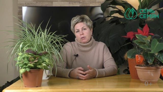ПРАВИЛА ПОДКОРМКИ КОМНАТНЫХ РАСТЕНИЙ ЗИМОЙ И ВЕСНОЙ! смотреть онлайн