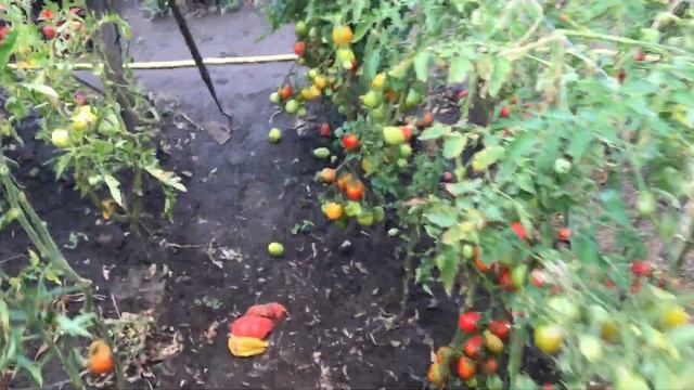 Томат Пальмира смотреть онлайн