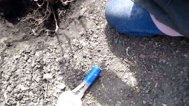 Не учи меня садить чёрную смородину весной смотреть онлайн