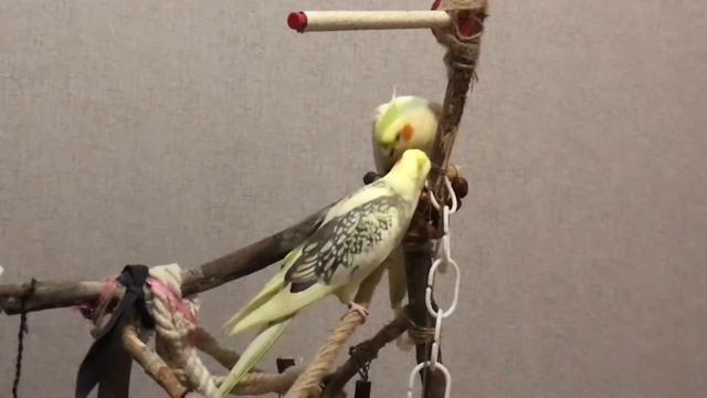 Попугаи корелла. 3 минуты из жизни попугаев смотреть онлайн