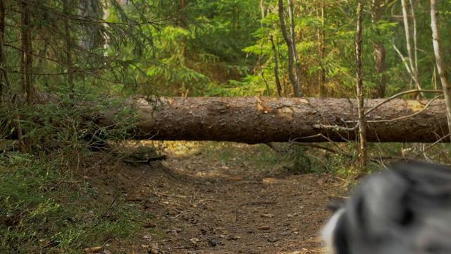 A day in the life of border collie Yuki смотреть онлайн