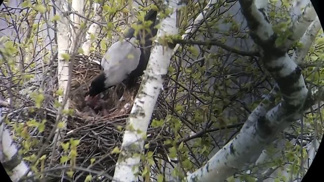 Репортаж из гнезда вороны смотреть онлайн