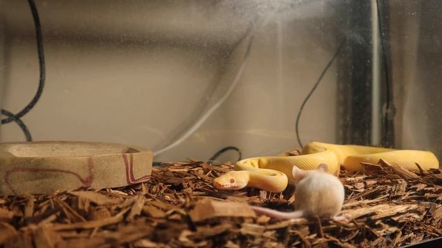 |Live Feeding| Albino Python Does A Double Take On Mouse смотреть онлайн