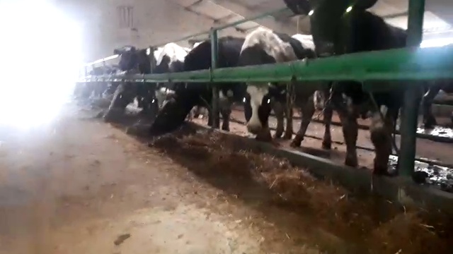 дойные коровы живым весом-оптовая продажа смотреть онлайн