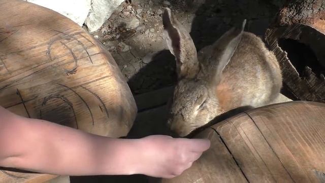 Кролики и зайцы в парке "Олимп" Геленджик смотреть онлайн