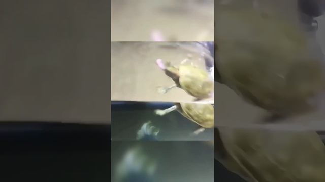 Эта Черепаха Родилась с Открытым Сердцем!? #shorts #черепаха #животные смотреть онлайн