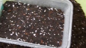 Ромашка, Матрикария, Пиретрум! Посев без потерь!!!