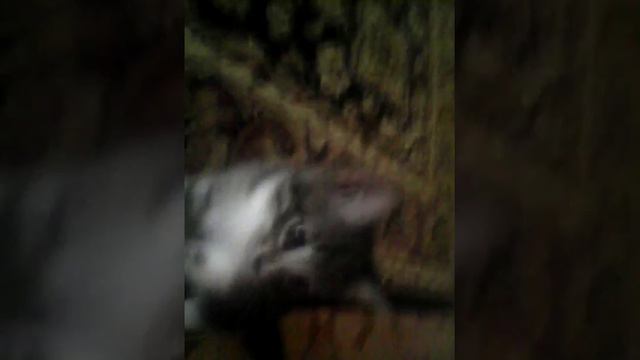 Мой котенок Тигра пытается меня поцарапать и укусить😎😎😎😎😂😂😂😤😤😤 смотреть онлайн