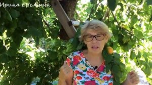 МОНИЛИОЗ косточковых  / КАК БОРОТЬСЯ С МОНИЛИОЗОМ / Спасаем Абрикос / Органическое земледелие на юг