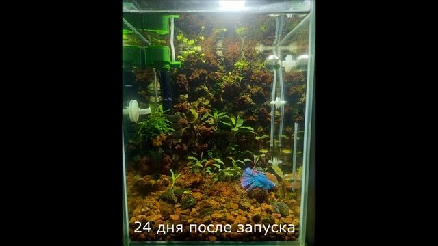 Что произошло за месяц в аквариуме с буцефаландрами смотреть онлайн