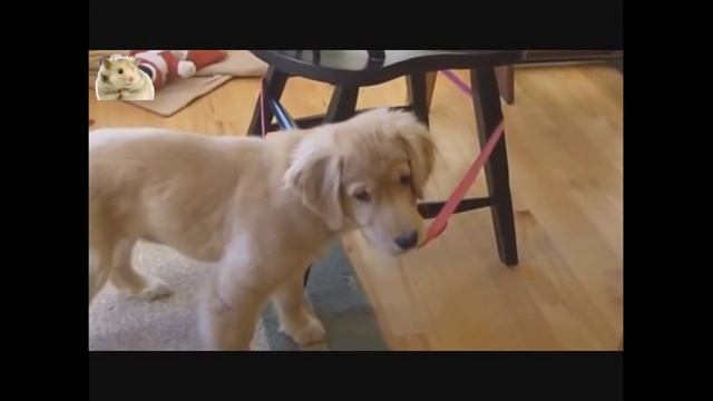 10 лучших видео - Золотистый ретривер. 10 Funniest Golden Retriever смотреть онлайн