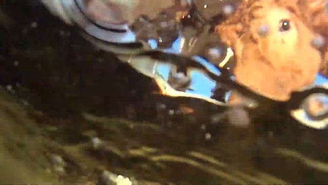 Водопой коров смотреть онлайн