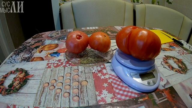 Томат безразмерный смотреть онлайн