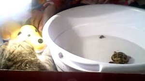 Как ухаживать за черепахой