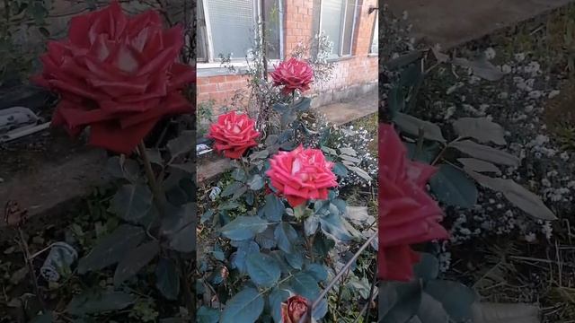 ? Розы в середине октября. смотреть онлайн