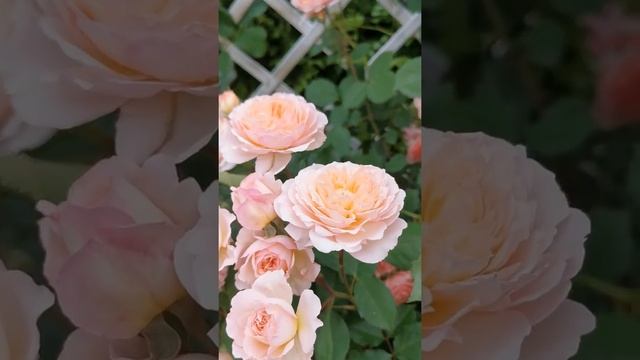 розы Гислен де Фелигонд (Ghislaine De Feligonde) и Андре Турка (Andre Turcat)