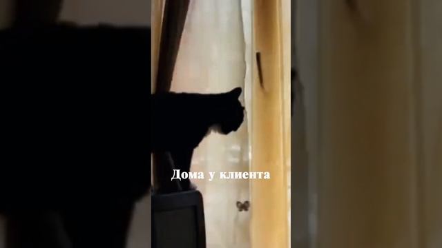 А вам шторы с автоматическим открыванием? смотреть онлайн