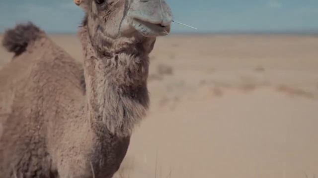А вы знаете, зачем верблюду горб? | Занимательный факт смотреть онлайн