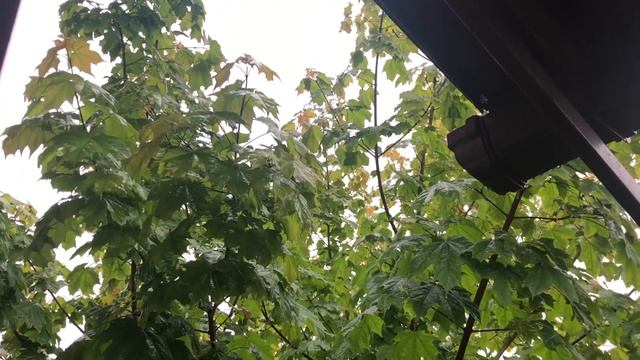 Гроза Relax ASMR смотреть онлайн