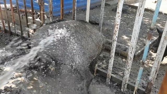 Купание в грязи. Дикие кабаны валяются в грязи смотреть онлайн