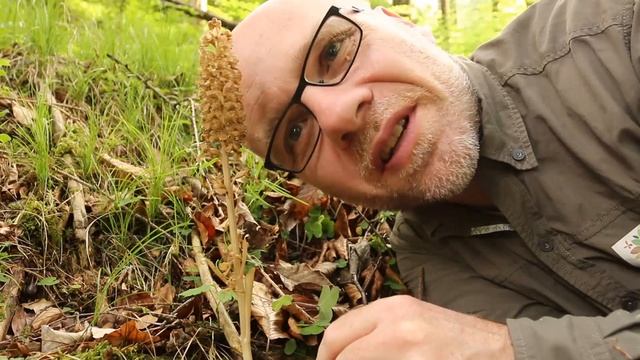 Vogel-Nestwurz (Neottia nidus-aves) смотреть онлайн