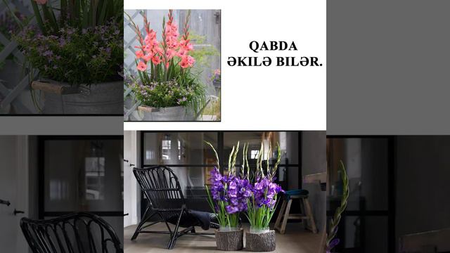 Nabatat gül dükanı təqdim edir gladiolus güllərinin soğanaqları. смотреть онлайн