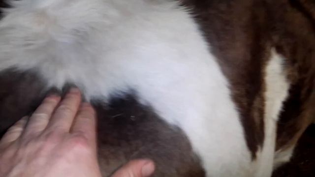 Моя корова. Признаки скорого отёла. смотреть онлайн