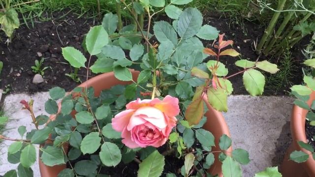 Jubilee Celebration Rose by David Austin Roses | Very first bloom | English Roses | Fragrant Rose смотреть онлайн