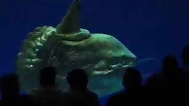Sunfish & Great White Shark смотреть онлайн