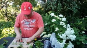 Вейгела.  Дейция.  Размножаем зелеными черенками.