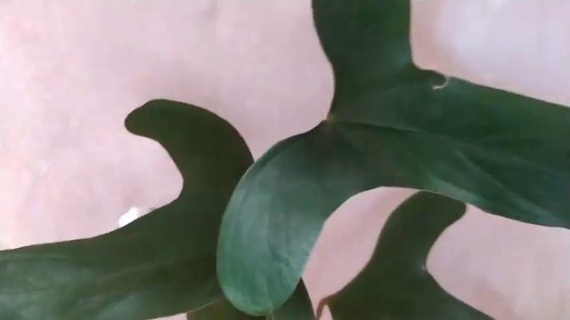 Rare Anthurium/ Anthurium Pinkleyi/Update/ #clicknursery