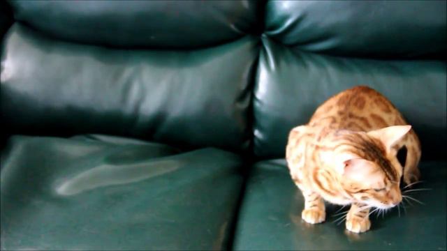 Бенгальская кошка Фортуна смотреть онлайн