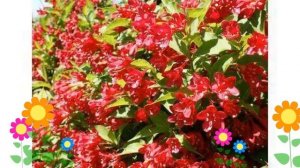 Вейгела цветущая Ред Принц (Red Prince). Краткий обзор, описание характеристик, где купить саженцы