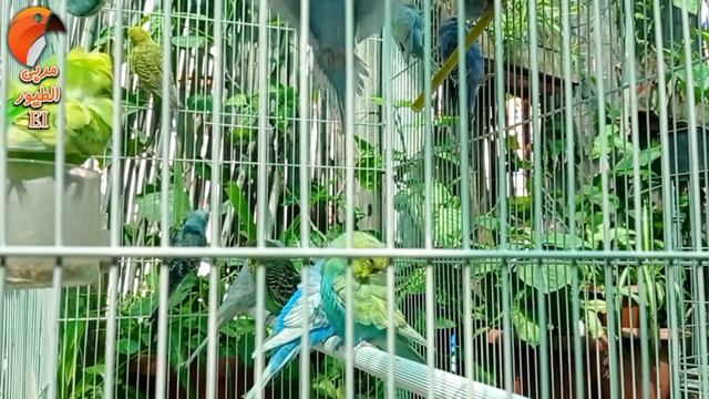 صوت تحفيز طيور البادجي على التزاوج والانتاج - أقوى محفز للطيور смотреть онлайн