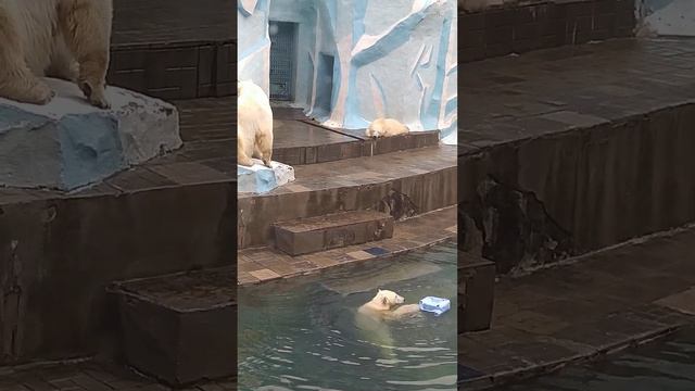 мишки в Новосибирском зоопарке🥰 смотреть онлайн