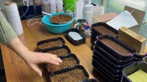 Микрозелень кинзы | Технология Выращивания | Народные Семена