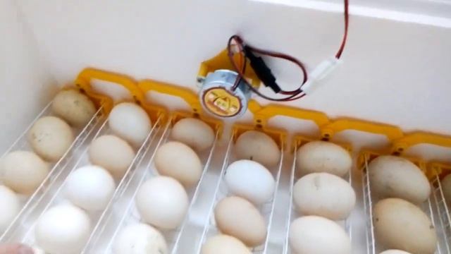 Немного подробней о инкубаторе "Теплуша 63" новая модель. #2 смотреть онлайн