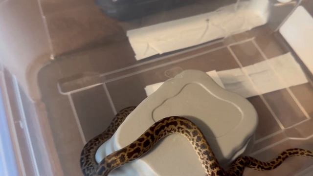 Update on my Spotted Python’s Conditioning to Handling Part 3 смотреть онлайн