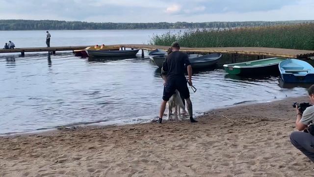 Верный Друг Зорге ( дрессировочный лагерь) смотреть онлайн